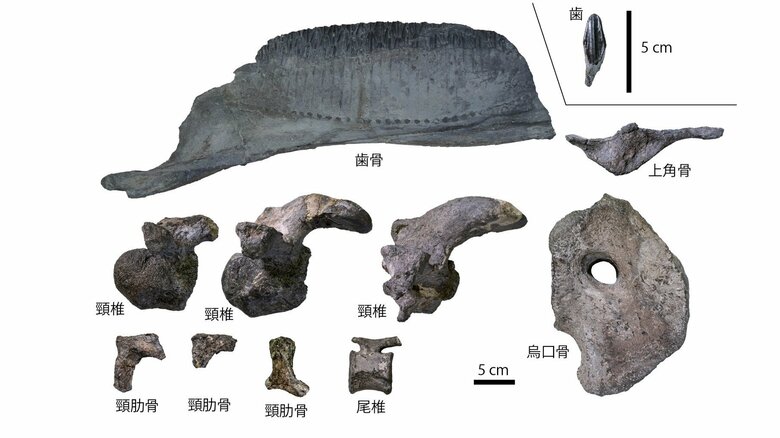 見つかった骨の化石の詳細（提供：兵庫県立人と自然の博物館）