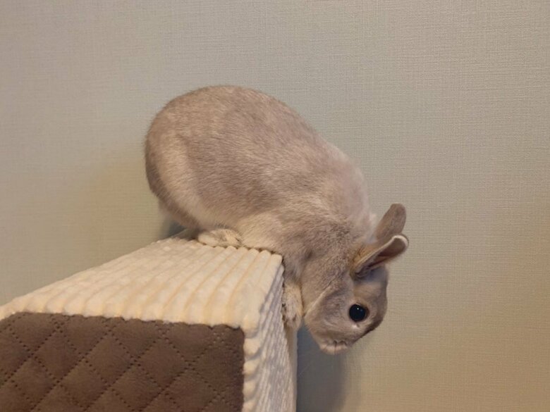 ミロくん（提供：うさぎと暮らしと。さん）