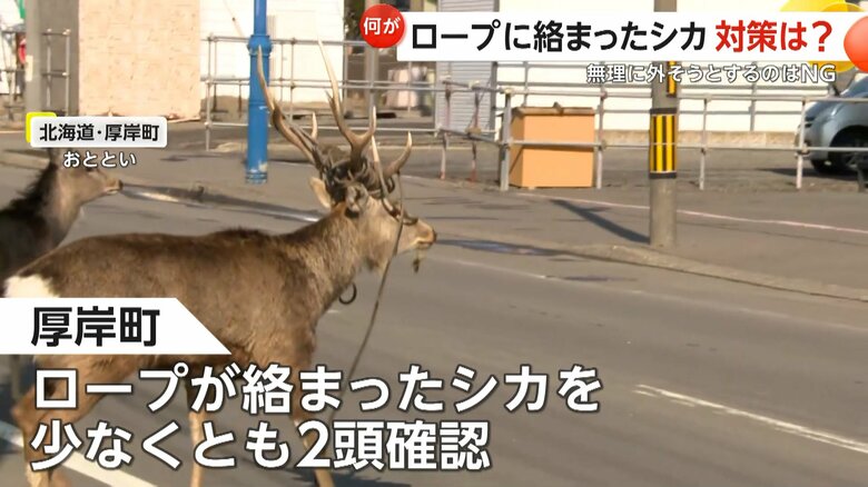角に太いロープが何重にも絡まったエゾシカ