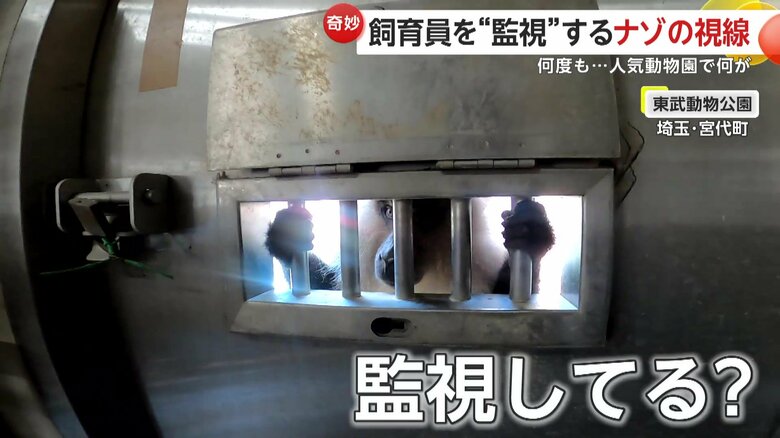 まるで掃除を監視しているようなシーラくん