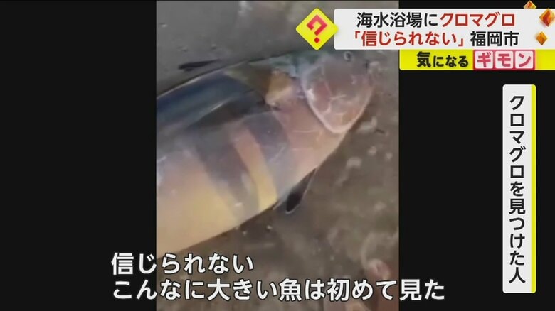 （視聴者撮影）