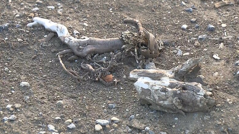 除草剤に含まれる「グリホサート」という成分が検出された