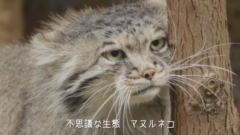 出典：那須どうぶつ王国公式YouTube