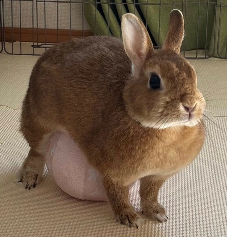 ボール遊びが好きだというむぎちゃん