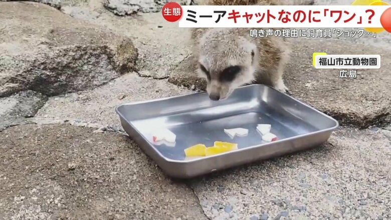 南アフリカが主な生息地の「ミーアキャット」は、マングースの仲間