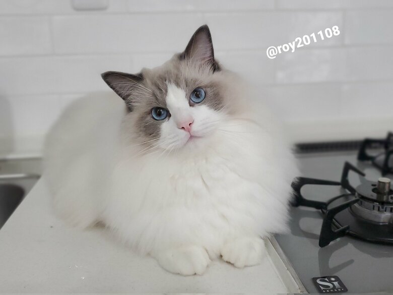 提供：ロイくん@roy201108さん