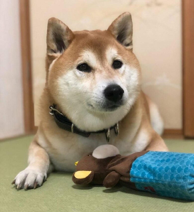 構ってほしがりだという福くん