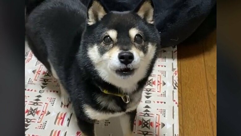 おやつがほしくて目を輝かせる様子