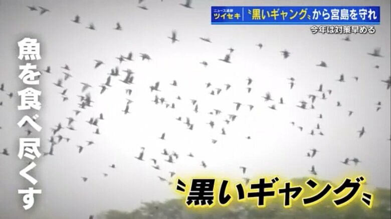 2023年12月、寝床から飛び立つ無数のカワウ