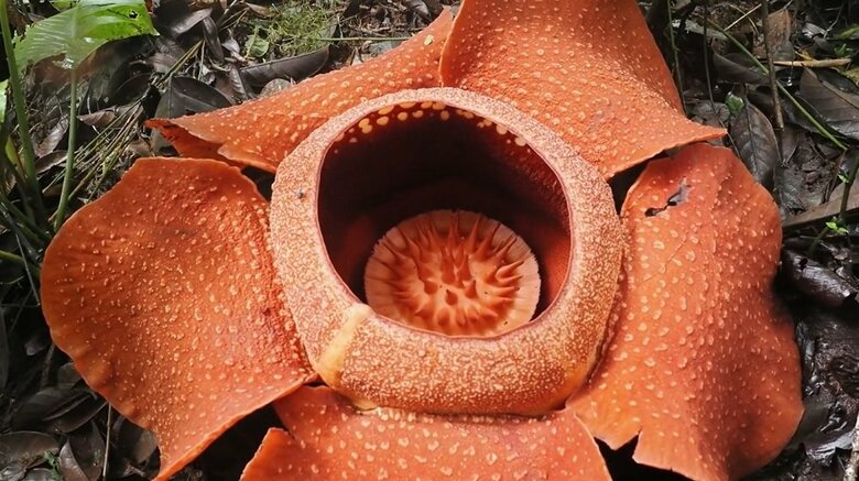 開花1日目のラフレシア　虫が寄ってきている（提供：柳澤静磨さん）