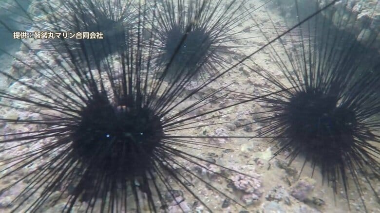 食用には適さないウニの仲間「ガンガゼ」