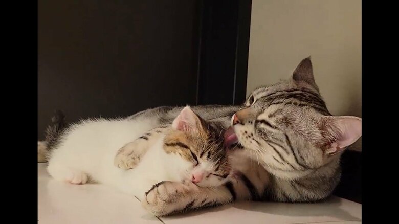 されるがままのよもぎちゃん