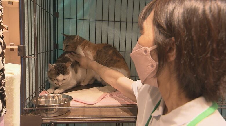 保護猫が増え収容するケージが、足りなくなりそう