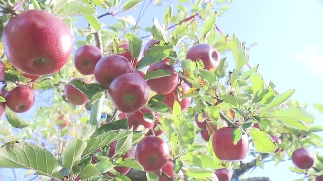果樹王国・ふくしまのリンゴ