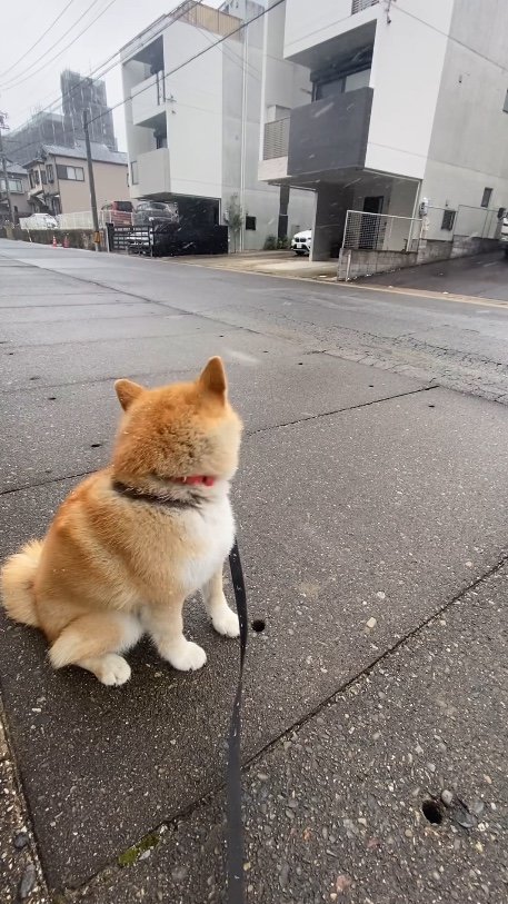 提供：柴犬こむぎさん