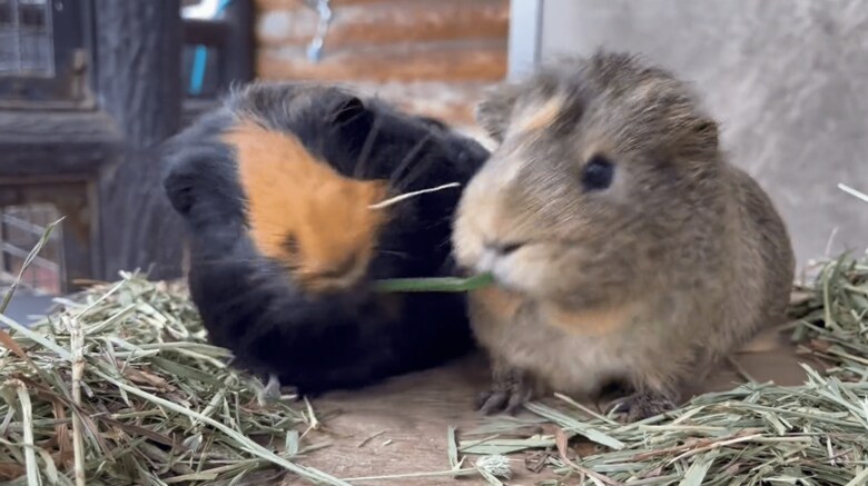 きのこちゃん（左）ともくちゃんの戦い
