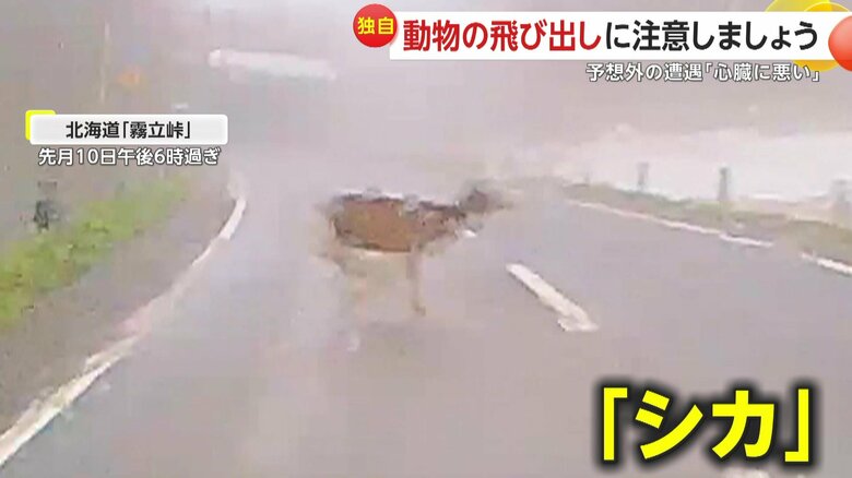 濃霧の中からダッシュしてきたシカ
