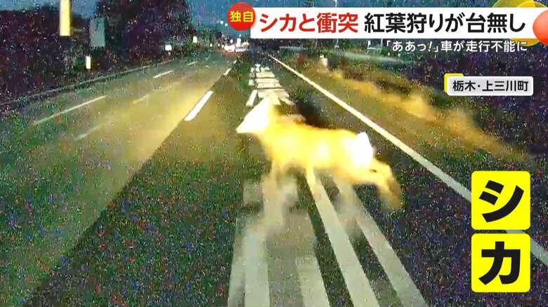 飛び出すシカ（FNN投稿サイト「ビデオPost」）