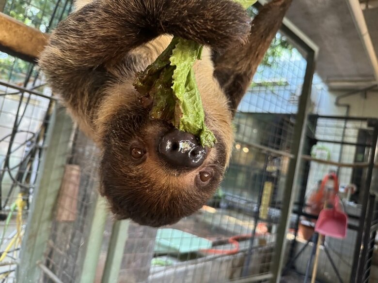 おいしそうに食べている（提供：神戸市立王子動物園）