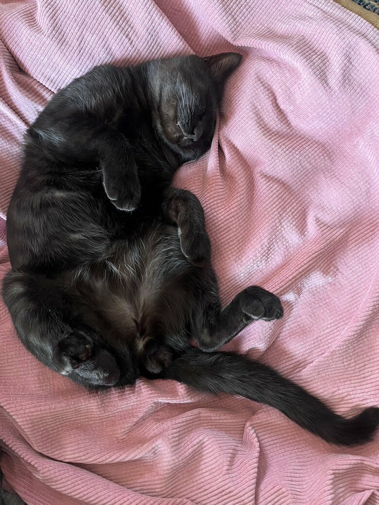 提供：サラミさん