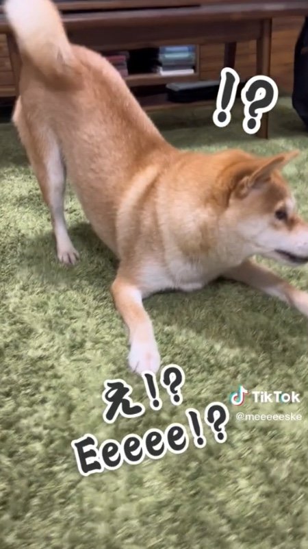 提供：柴犬こちゃんさん