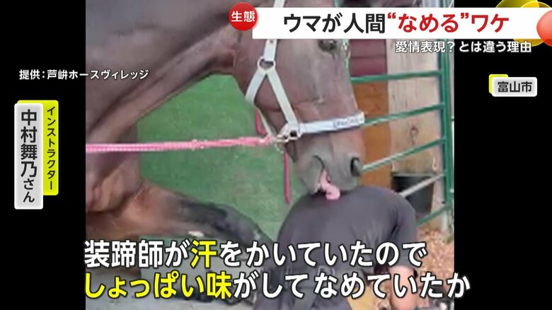 「しょっぱい味がしてなめていたのではないか」と話しているインストラクター