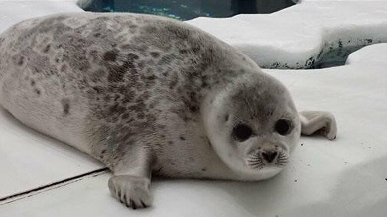 最近は毛が生え変わった（提供：海遊館）