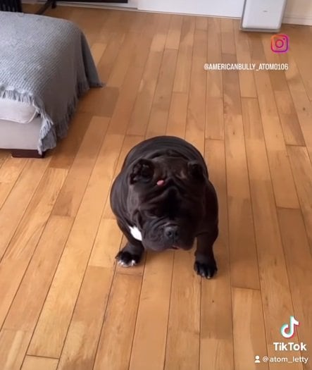 「？」という顔のアトムくん