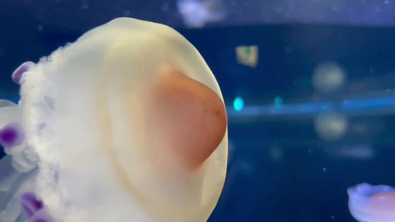 （提供：新江ノ島水族館）