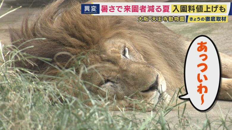 百獣の王と称されるライオンも動きが鈍く