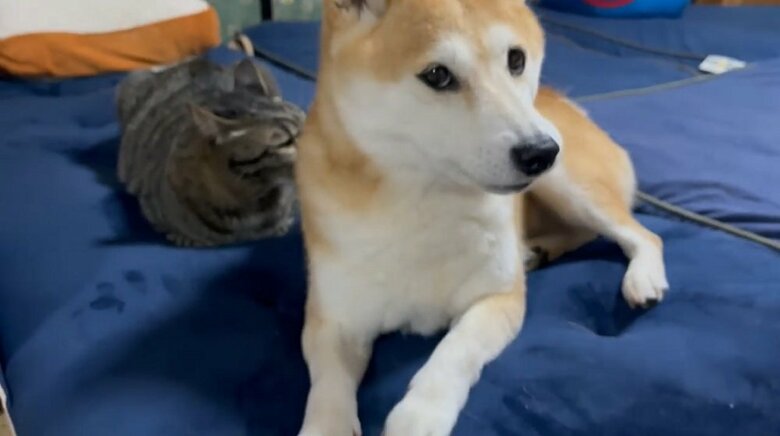 空くんも「ありがとう」と、寄り添ってくれるももちゃんをなめる