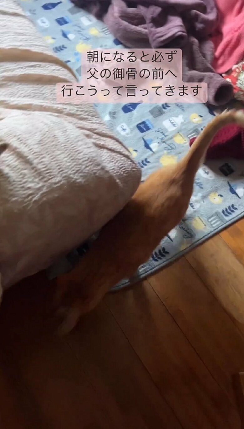 鳴きながらスタタタ扉の方へ