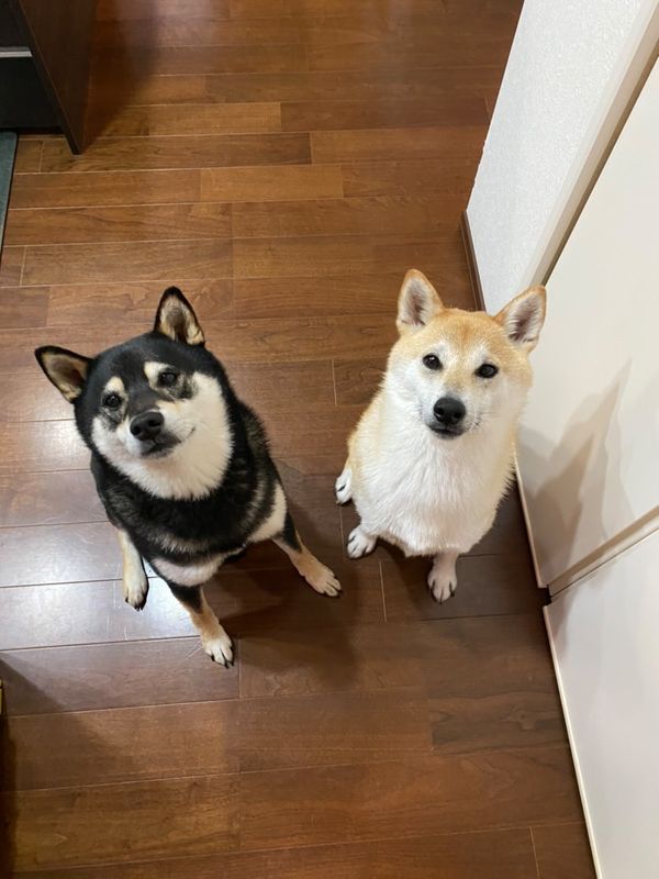 提供：柴犬むさしとこじろうさん