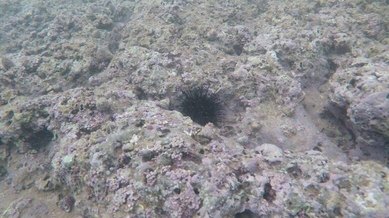 藻場が激減した海