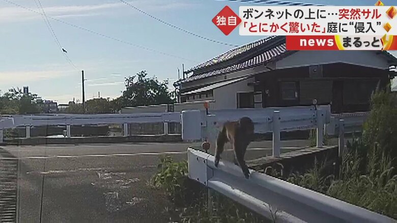 前にある道路を横切り、ガードレールに乗って近づいてきたサル（福岡・柳川市 24日）