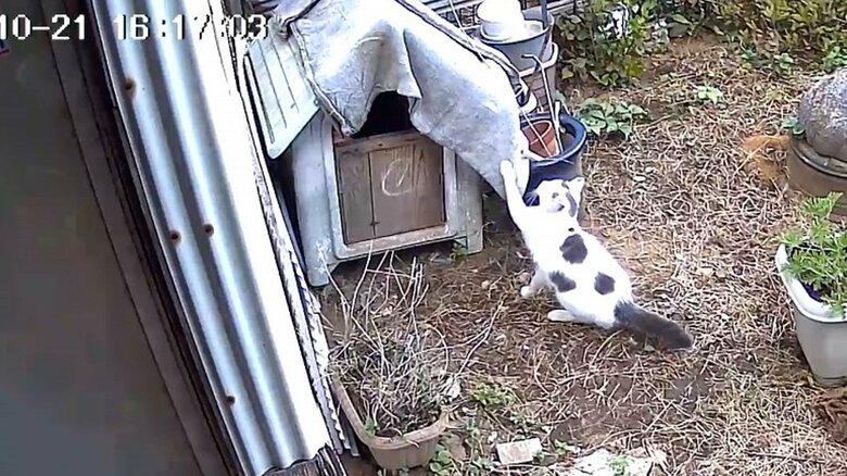 犬小屋を訪問するポン酢くん