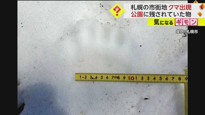 雪に残されたクマの足跡