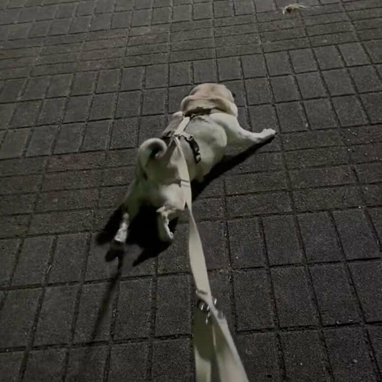 ほふく前進の様子。実家に行こうとする横綱ちゃん