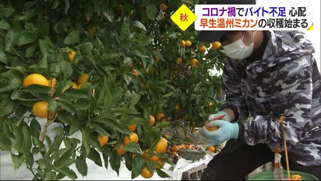 八幡浜市で早生温州ミカンの収穫スタート「この10年で一番美味」【愛媛】