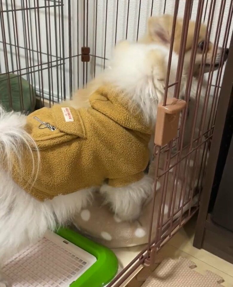 しんくんに追いやられる、にんじゃくん