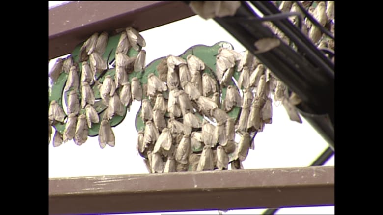 マイマイガで覆われている看板