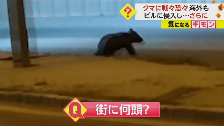 トルコの街の中心部で撮影されたクマ