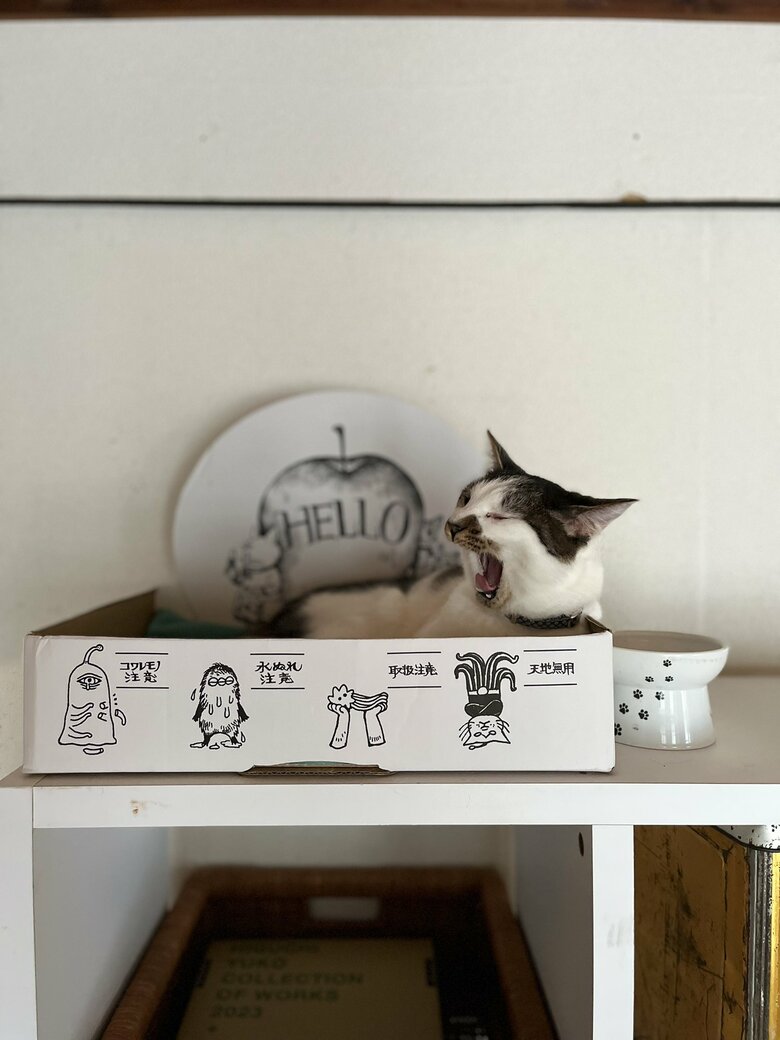 箱に入る猫