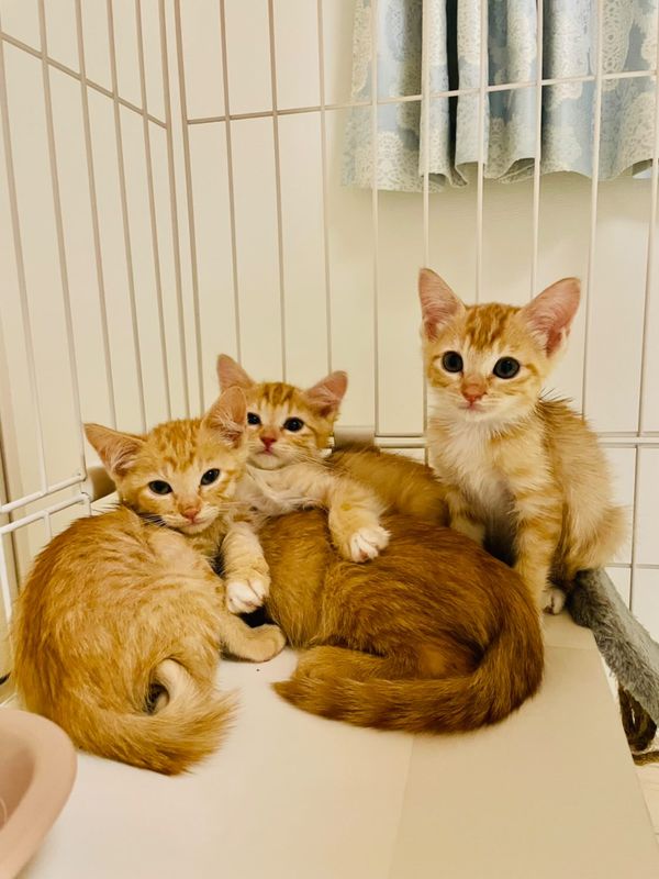 提供：oimo & yuzukiさん