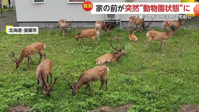 連日目撃されたシカは最大13頭