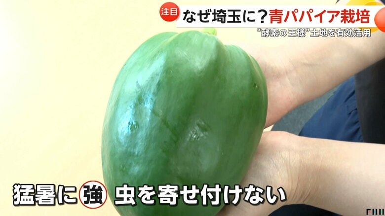 猛暑に強い上に、虫を寄せ付けない性質のため農薬いらずで手間がかからない青パパイア