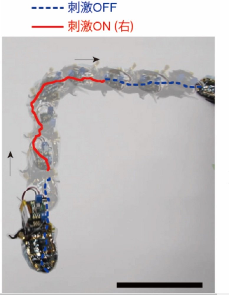 研究の様子（画像提供：理化学研究所）