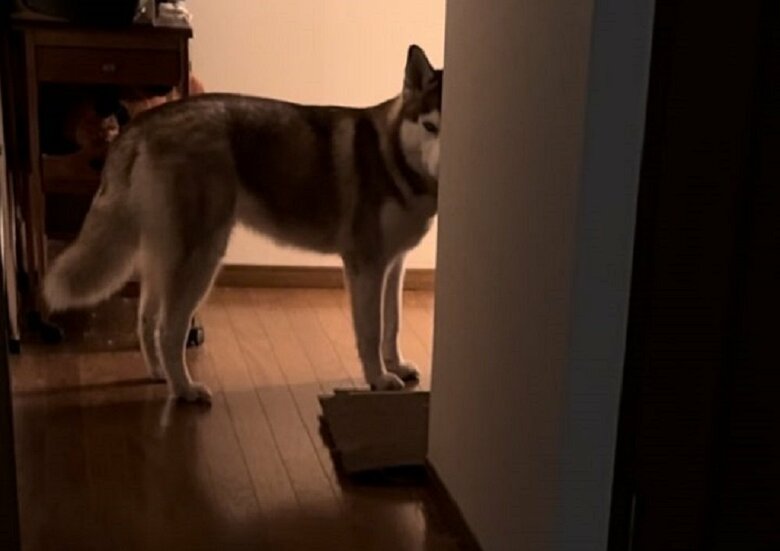隠れて様子をうかがっている