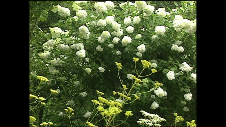 軽井沢町植物園2