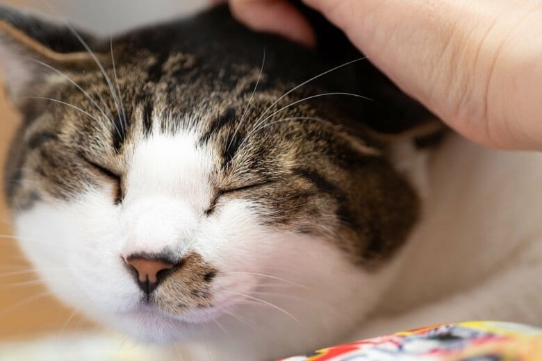 猫はなぜゴロゴロ音を出すのだろう（画像はイメージ）